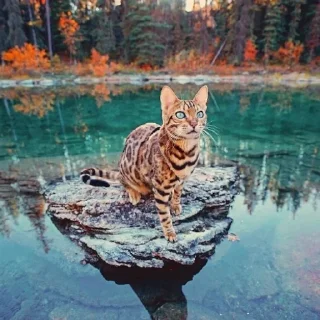 🐆 emoji 🍁 Вайбові котики 🍁 Telegram sticker 8 of 31