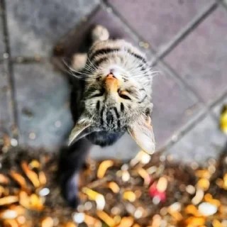 🐈 emoji 🍁 Вайбові котики 🍁 Telegram sticker 21 of 31