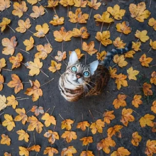 🌀 emoji 🍁 Вайбові котики 🍁 Telegram sticker 23 of 31