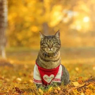 👀 emoji 🍁 Вайбові котики 🍁 Telegram sticker 12 of 31