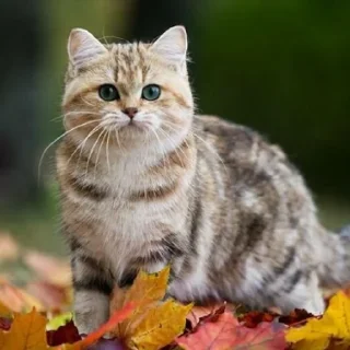 🥺 emoji 🍁 Вайбові котики 🍁 Telegram sticker 18 of 31