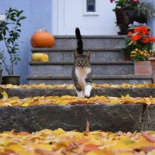 🐈 emoji 🍁 Вайбові котики 🍁 Telegram sticker 9 of 31