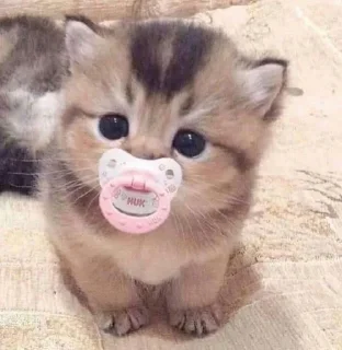 🍼 emoji Miau Telegram sticker 10 of 68