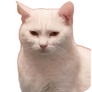 🐱 emoji Всратыши Telegram sticker 5 of 23