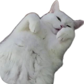 🐱 emoji Всратыши Telegram sticker 19 of 23
