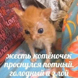 😺 emoji ЕБАТЬ ВСРАТЫШИ Telegram sticker 16 of 50