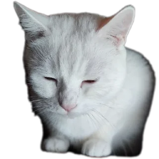 🐱 emoji Всратыши Telegram sticker 15 of 23