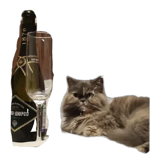 🐱 emoji Всратыши Telegram sticker 12 of 23