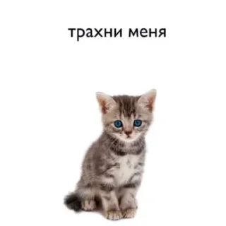 🥺 emoji Хирка Telegram sticker 19 of 19