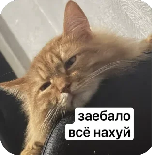 🫥 emoji обсудим и осудим Telegram sticker 19 of 25