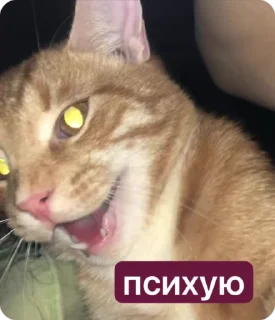 🌟 emoji обсудим и осудим Telegram sticker 11 of 25