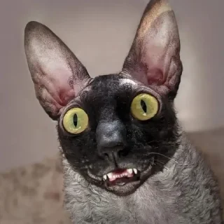🌟 emoji Ядовитый и Летучий Telegram sticker 14 of 39