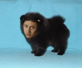 🥺 emoji рустем собачка Telegram sticker 18 of 35