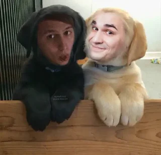 👯‍♂️ emoji рустем собачка Telegram sticker 15 of 35