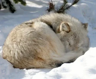🌟 emoji Сборник Волков @l_am_Wolf @Wolfstik Telegram sticker 14 of 120