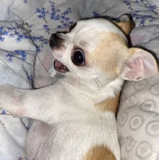 😮 emoji СОБАЧКИ🐕 Telegram sticker 9 of 11