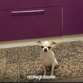 🤩 emoji СОБАЧКИ🐕 Telegram sticker 5 of 11