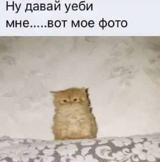 🥺 emoji 🧡люблю любить пиздец🥞 @amare_shit Telegram sticker 8 of 51