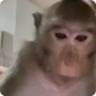 🙉 emoji Бібізяни 🇺🇦 Telegram sticker 23 of 50