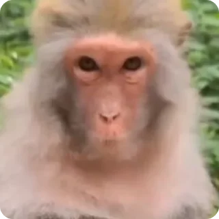 🙉 emoji Бібізяни 🇺🇦 Telegram sticker 14 of 50