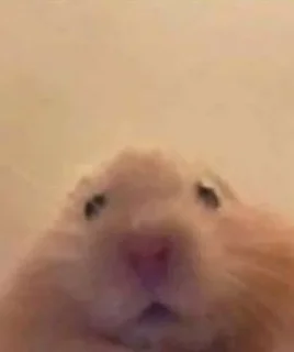 🐹 emoji Цените мать парни Telegram sticker 17 of 94
