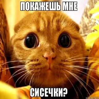 🥺 emoji чурки заебали @churkistikers Telegram sticker 10 of 104
