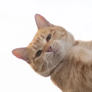 🌟 emoji винкс @vmqret Telegram sticker 20 of 30