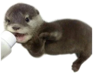 🌟 emoji otters by gravi Telegram sticker 8 of 16