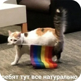 🐱 emoji Чта Telegram sticker 7 of 43