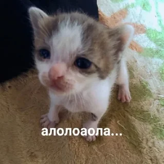 🌟 emoji котята Telegram sticker 19 of 79