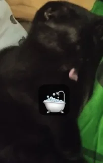 🌟 emoji Мушка и ее кенты Telegram sticker 18 of 65