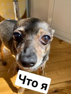 🤨 emoji Аленка Бульенка :) Telegram sticker 8 of 54