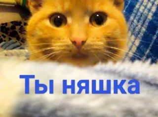 💋 emoji Касперина Telegram sticker 11 of 19