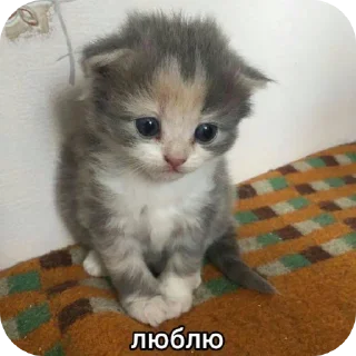 🐱 emoji Котек Ири Telegram sticker 15 of 23