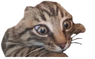 😳 emoji КОТЕК Маркус Telegram sticker 10 of 22