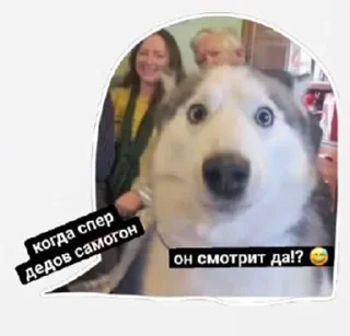 🍾 emoji Сабяки😩💞 (by @tayaays) Telegram sticker 15 of 18