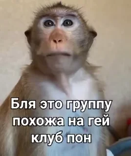 🌟 emoji РОССИЯ, от @Hgf_newfegas Telegram sticker 9 of 53
