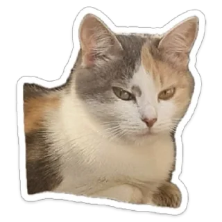 Sticker from Koshka