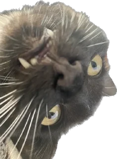 😐 emoji masya_cat😎 Telegram sticker 17 of 25