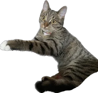 ☠️ emoji masya_cat😎 Telegram sticker 22 of 25