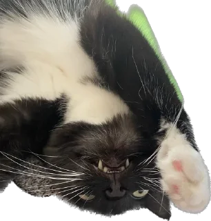 😡 emoji masya_cat😎 Telegram sticker 16 of 25
