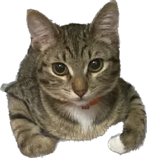 💪 emoji masya_cat😎 Telegram sticker 20 of 25