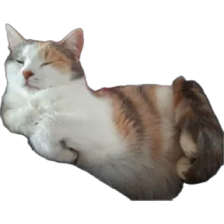 Sticker from Koshka