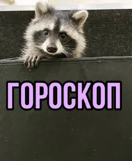 🌟 emoji Еношки Бумбошки Telegram sticker 5 of 60