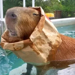🏊 emoji Я капібара Telegram sticker 19 of 120