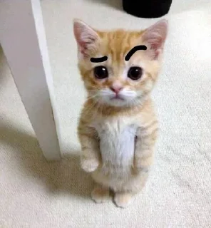 🤨 emoji Kitties - @aris_stickers Telegram sticker 24 of 101