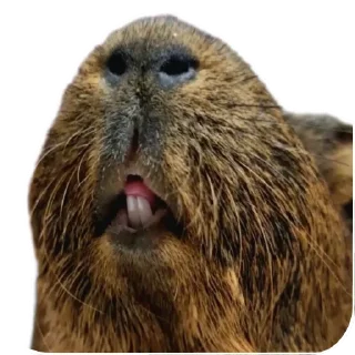 👄 emoji TosYAmba 🐹 Telegram sticker 19 of 28