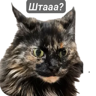 🐱 emoji TosYAmba 🐹 Telegram sticker 23 of 28