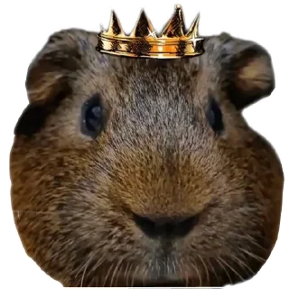 🤘 emoji TosYAmba 🐹 Telegram sticker 22 of 28