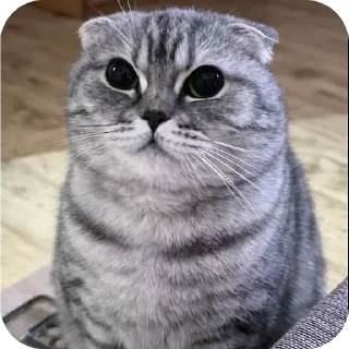 🐱 emoji БОЛЬШЕ ⇨ @CLOOBHUB МЕМЫ MEMES TG ТГ МАРВЕЛ MARVEL Telegram sticker 23 of 57
